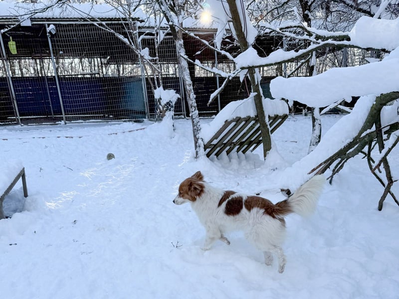Halli-Hallo, ich FRIEDRICH, suche ein liebevolles Zuhause