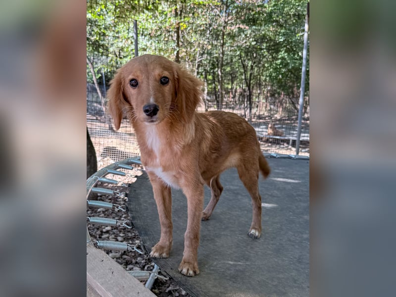 Charmanter IGOR sucht ein liebevolles Zuhause Charmanter IGOR sucht ein liebevolles Zuhause