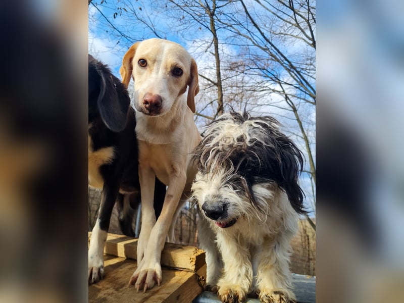 Bezaubernde MAGDALENA wäre gerne ein geliebtes Familienmitglied