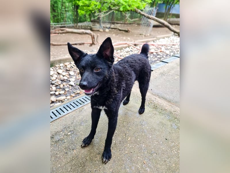 Niedliche BILLIE könnte dein Herzenshund werden