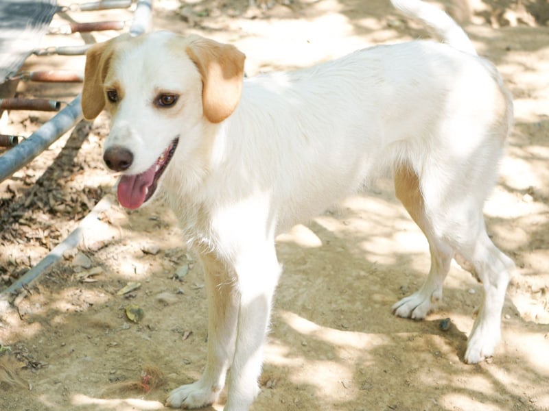 Zuckersüße LIMA ist ein Traum auf vier Pfoten