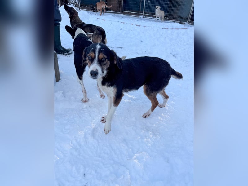 Zuckersüße LOARA sucht ihr Für-Immer-Zuhause