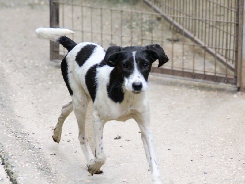 ILIAS ist ein lustiger und charmanter Hundebub