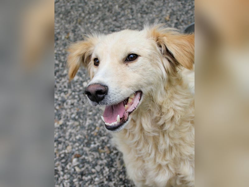 Hoppla - liebenswerter MAXIM möchte on tour gehen