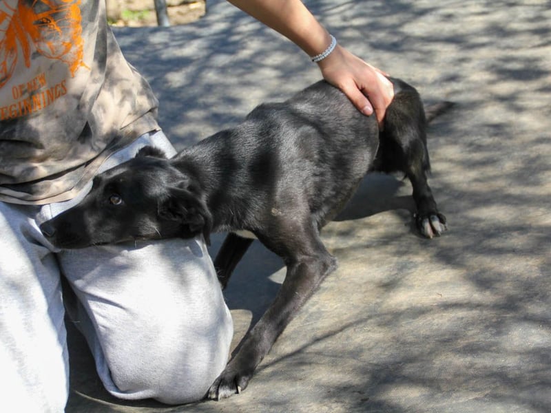 Black Beauty - bezaubernde Hundelady IRMA hofft auf ein liebevolles Zuhause