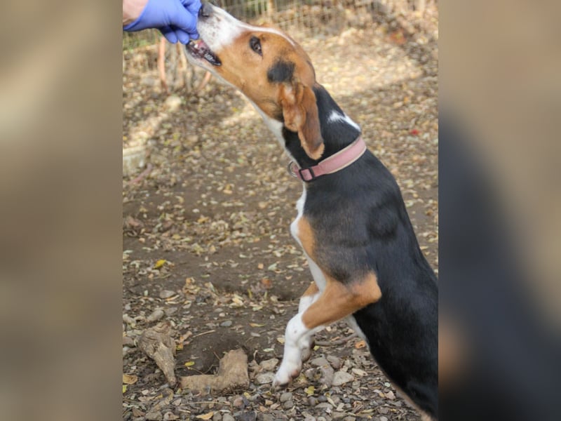 wunderschöne OFELIA, jung, schlau, friedlich