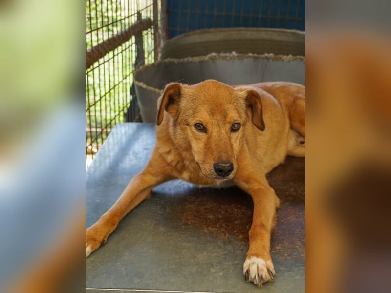 SVEN, liebenswerter Rentner sucht seinen Herzensmensch SVEN, liebenswerter Rentner sucht seinen Herzensmensch