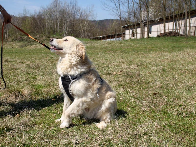 Bezaubernder MAXIM wäre gerne ein geliebtes Familienmitglied