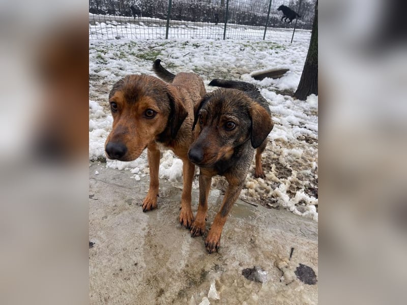 JARO – sanfter, sensibler Rüde mit viel Potenzial