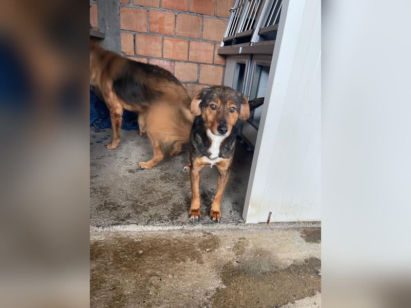 PEPI – sensibles, ruhiges Seelchen