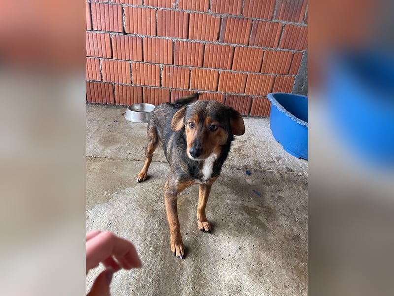 PEPI – sensibles, ruhiges Seelchen