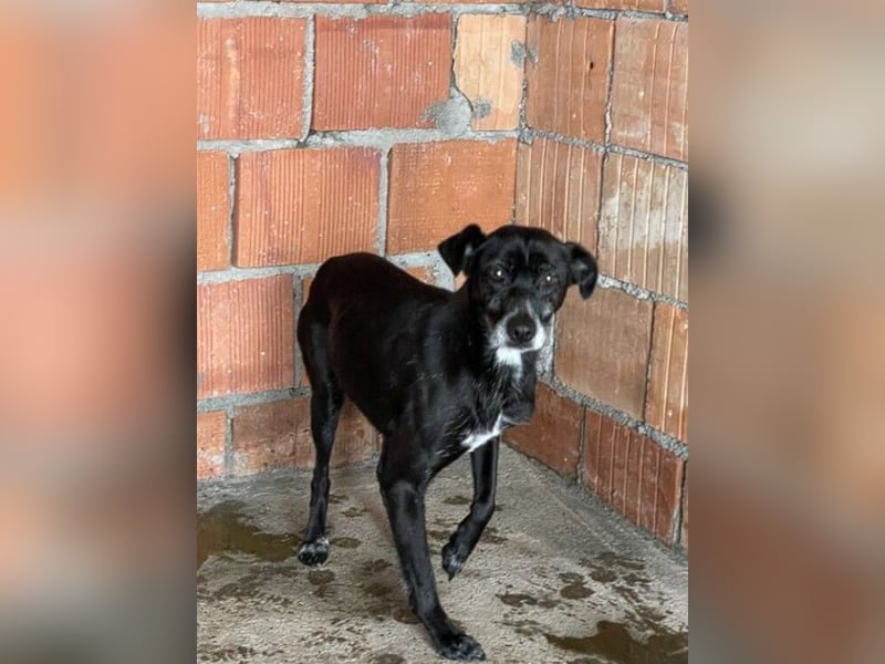 ZARA – Eine ganz sanfte Seele