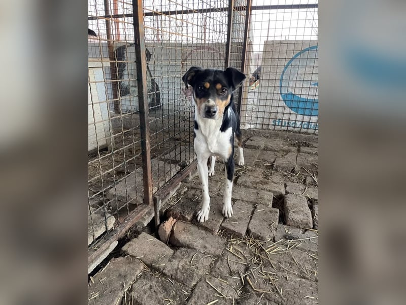Cookie – ein sensibler Schatz auf dem Weg ins Vertrauen