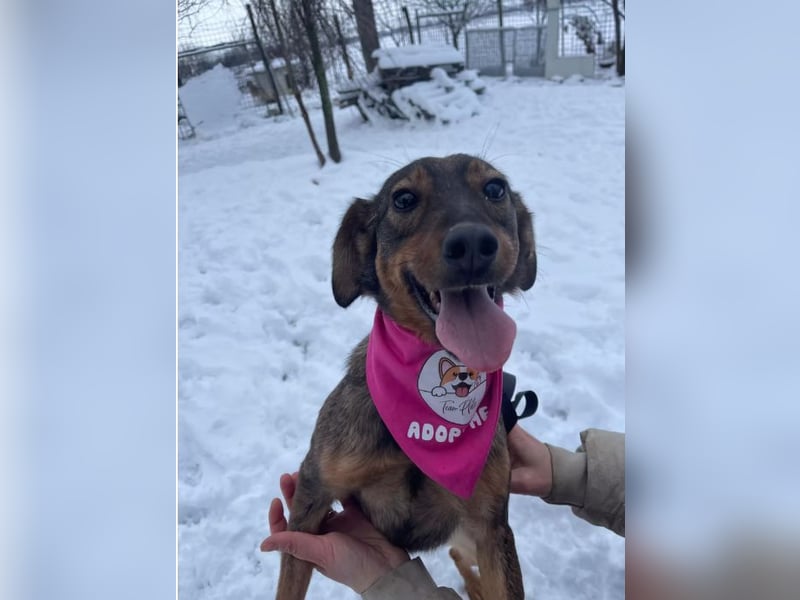 Molly – Ein Wirbelwind auf vier Pfoten sucht ihr Abenteuer-Zuhause