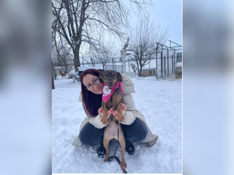 Molly – Ein Wirbelwind auf vier Pfoten sucht ihr Abenteuer-Zuhause