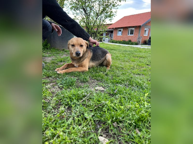 SRECKO – sanfter Schatz auf der Suche nach seinem Glück