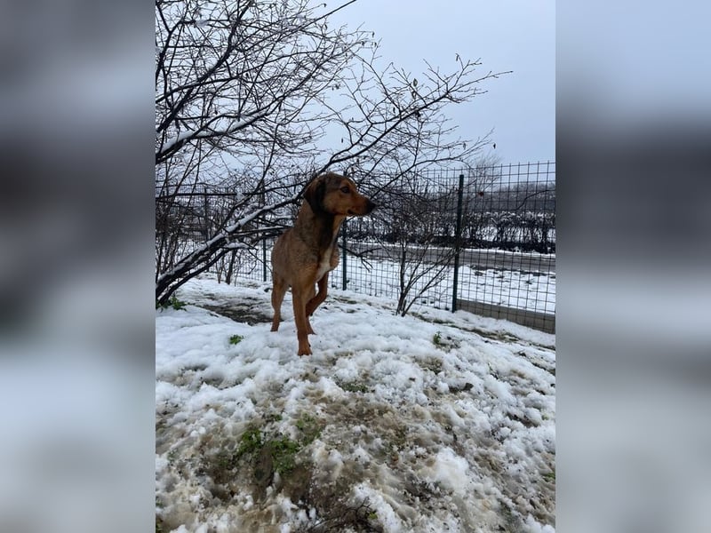 JARO – sanfter, sensibler Rüde mit viel Potenzial