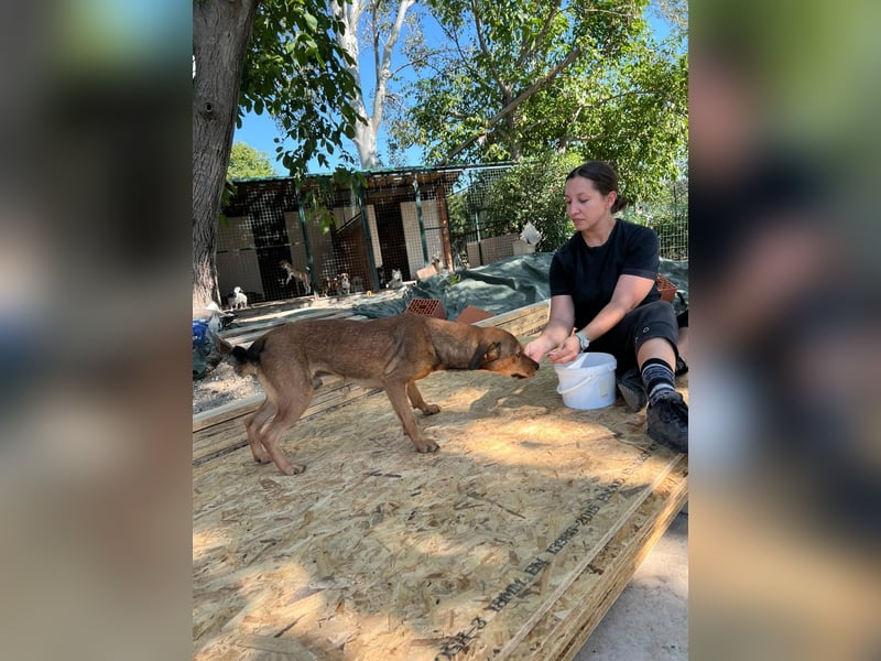 JARO – sanfter, sensibler Rüde mit viel Potenzial