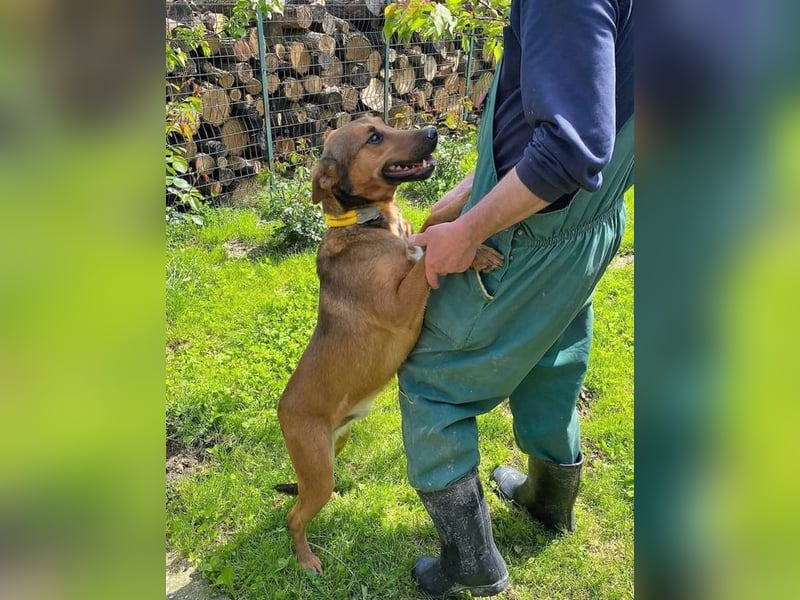 BIBI – freundlicher, unkomplizierter Rüde