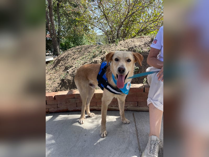 Findus - unser liebenswerter Riese