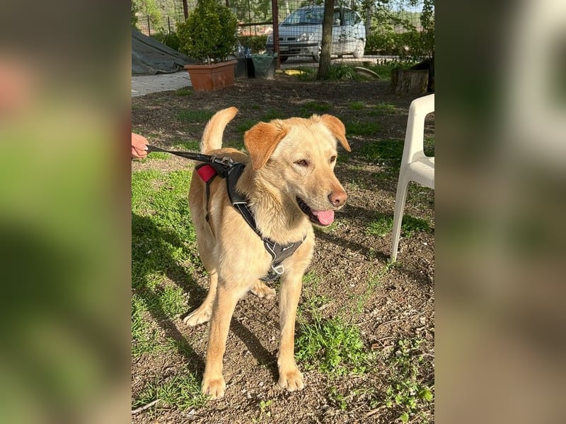 Findus - unser liebenswerter Riese