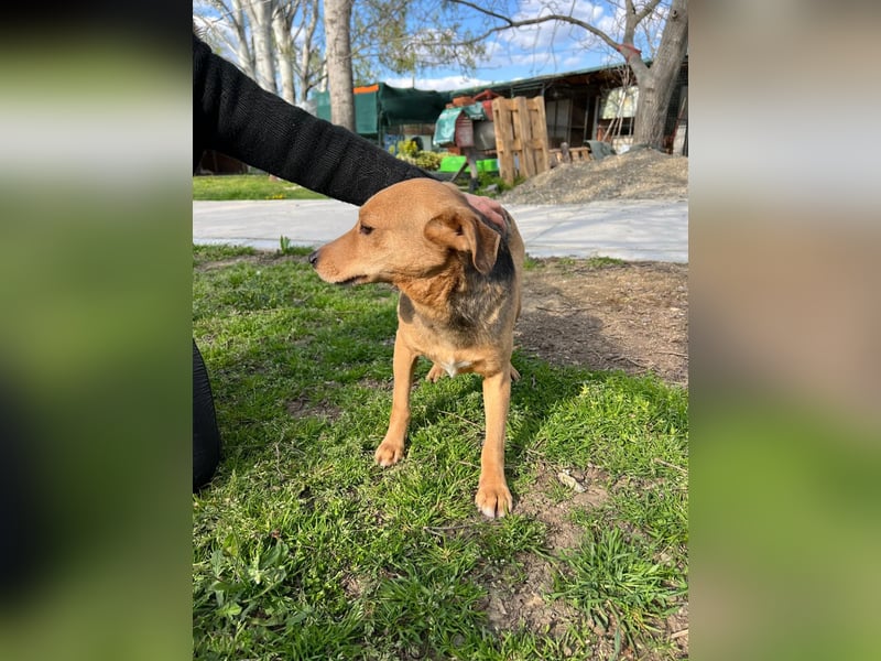 SRECKO – sanfter Schatz auf der Suche nach seinem Glück