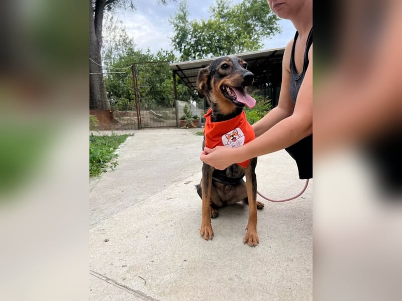 Molly – Ein Wirbelwind auf vier Pfoten sucht ihr Abenteuer-Zuhause