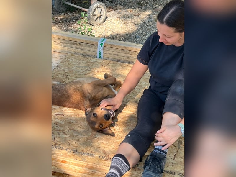 JARO – sanfter, sensibler Rüde mit viel Potenzial