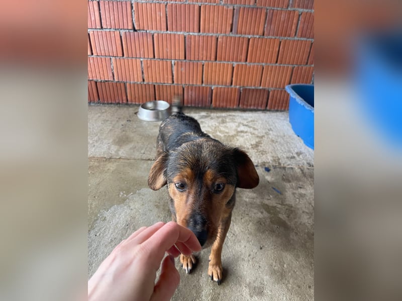 PEPI – sensibles, ruhiges Seelchen