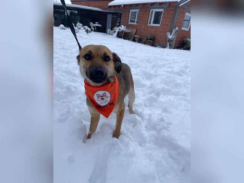 Cleo - unsere wundervolle Frohnatur