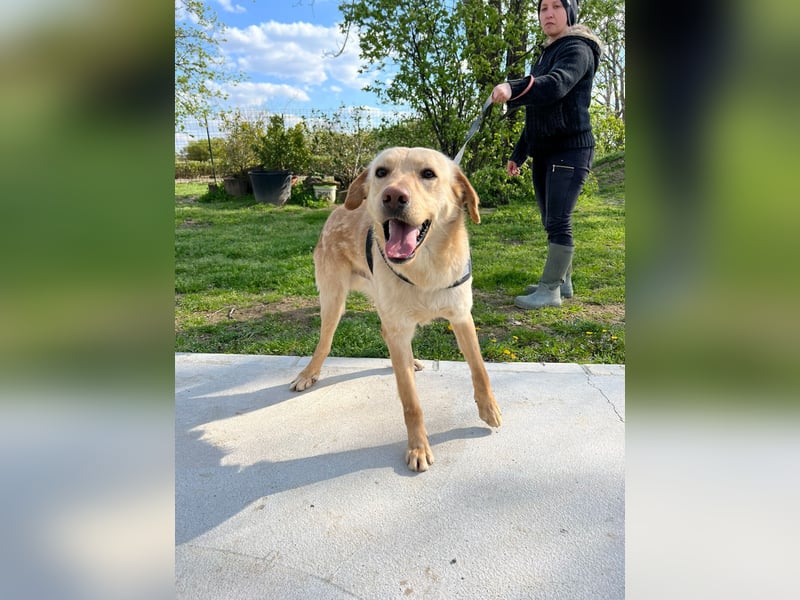 Findus - unser liebenswerter Riese
