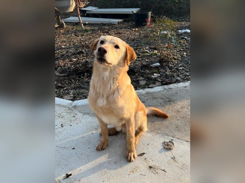 Findus - unser liebenswerter Riese