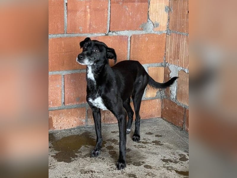 ZARA – Eine ganz sanfte Seele