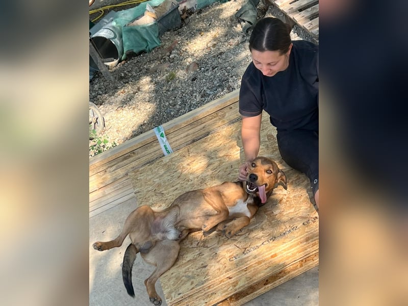 JARO – sanfter, sensibler Rüde mit viel Potenzial