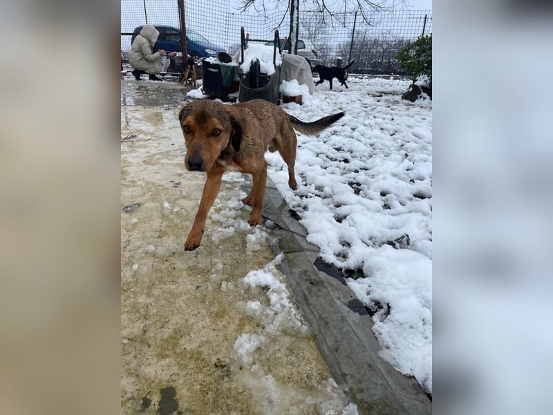 JARO – sanfter, sensibler Rüde mit viel Potenzial