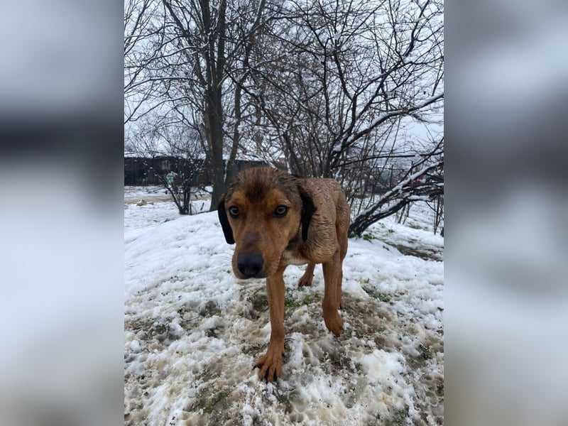 JARO – sanfter, sensibler Rüde mit viel Potenzial