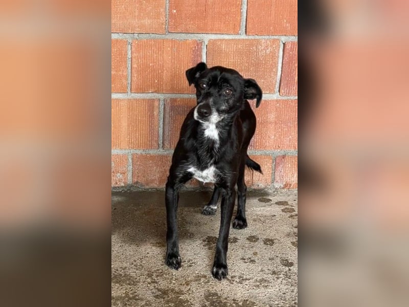 ZARA – Eine ganz sanfte Seele