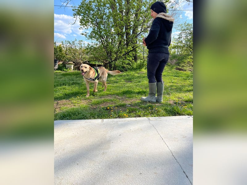 Findus - unser liebenswerter Riese