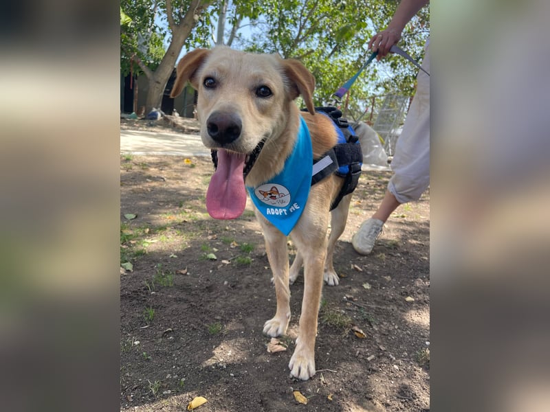 Findus - unser liebenswerter Riese