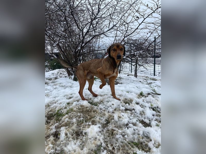 JARO – sanfter, sensibler Rüde mit viel Potenzial