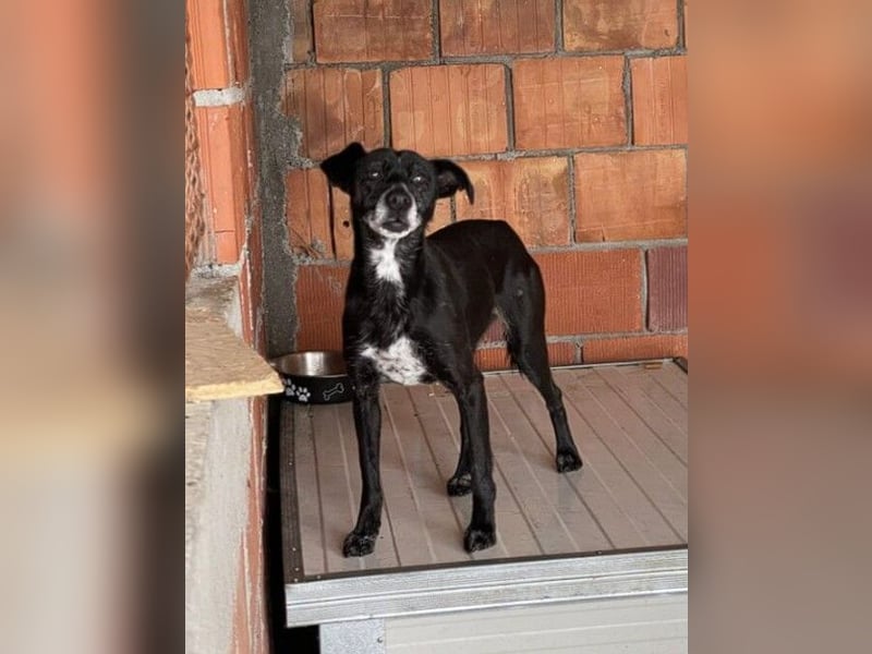 ZARA – Eine ganz sanfte Seele