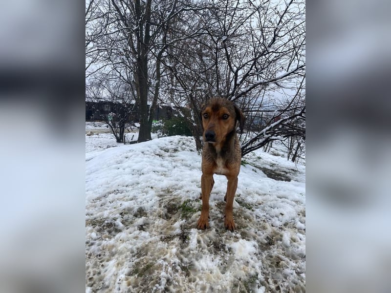 JARO – sanfter, sensibler Rüde mit viel Potenzial