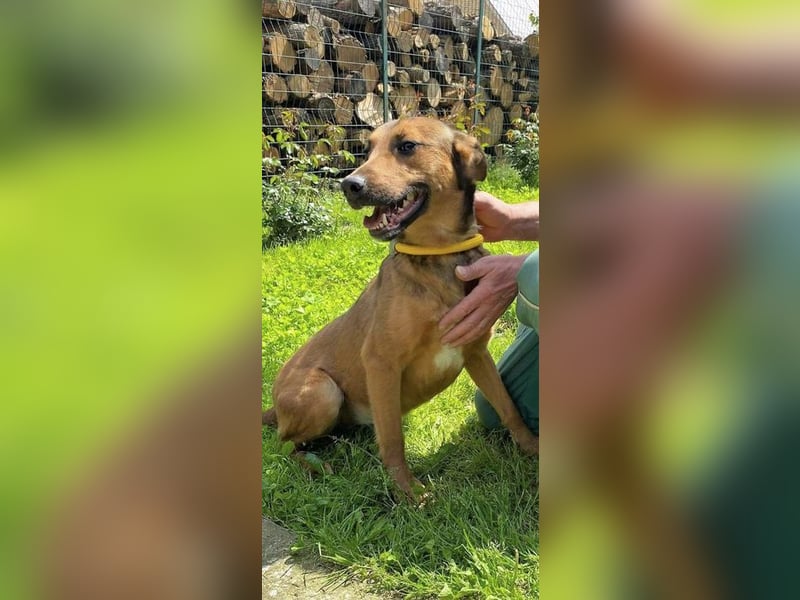 BIBI – freundlicher, unkomplizierter Rüde