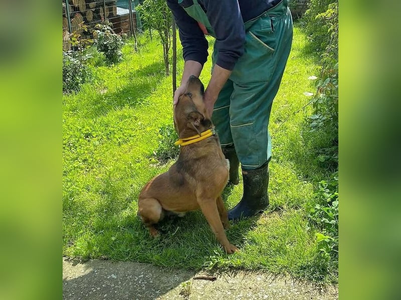 BIBI – freundlicher, unkomplizierter Rüde