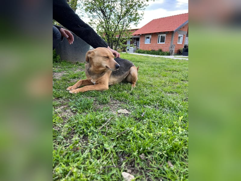 SRECKO – sanfter Schatz auf der Suche nach seinem Glück