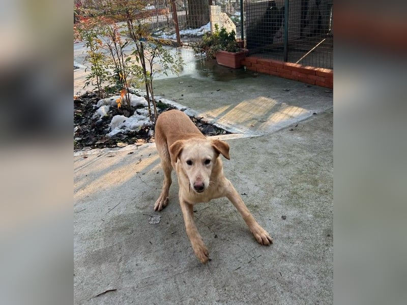 Findus - unser liebenswerter Riese