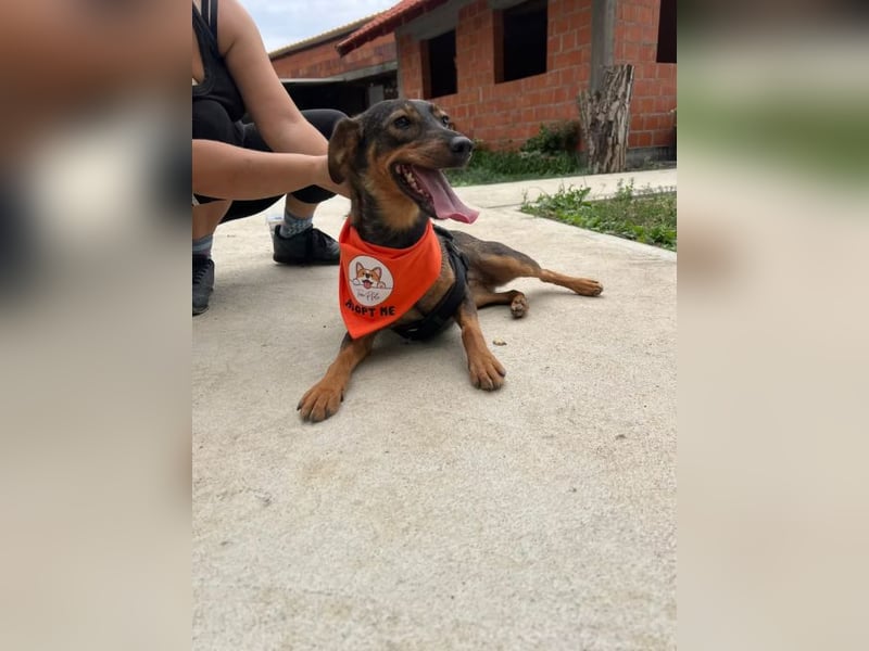 Molly – Ein Wirbelwind auf vier Pfoten sucht ihr Abenteuer-Zuhause