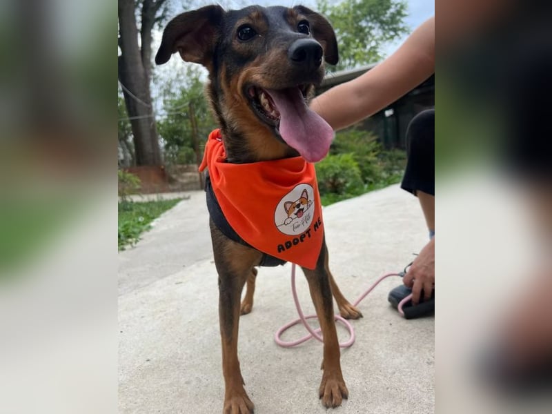 Molly – Ein Wirbelwind auf vier Pfoten sucht ihr Abenteuer-Zuhause