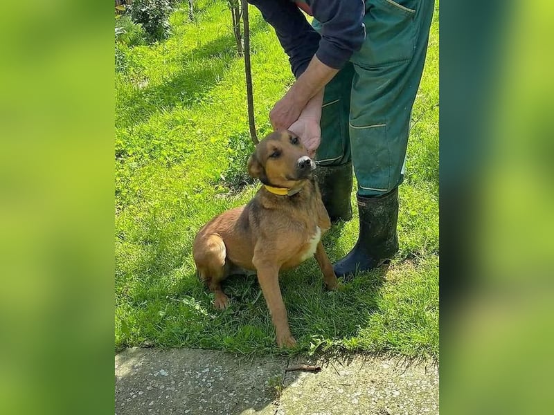 BIBI – freundlicher, unkomplizierter Rüde