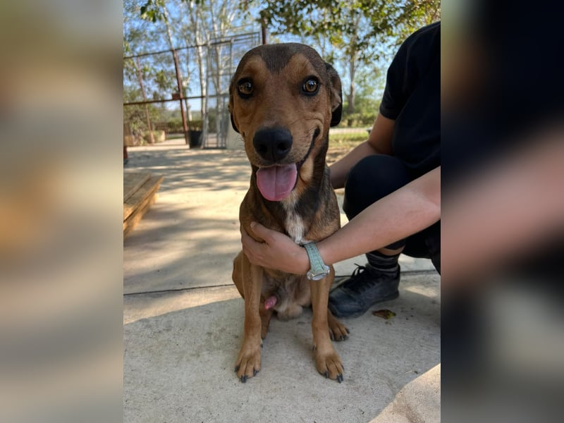 JARO – sanfter, sensibler Rüde mit viel Potenzial